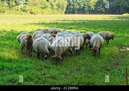 un gregge di pecore di coburg volpe su un prato Foto Stock