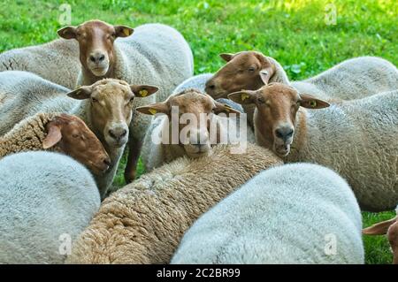 un gregge di pecore di coburg volpe su un prato Foto Stock