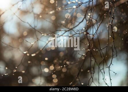 Astratto sfondo natura invernale - ramo albero coperto con gocce di ghiaccio trasparente lucido in giornata gelata, fuoco morbido e profondità poco profonda, sfondo sfocato Foto Stock