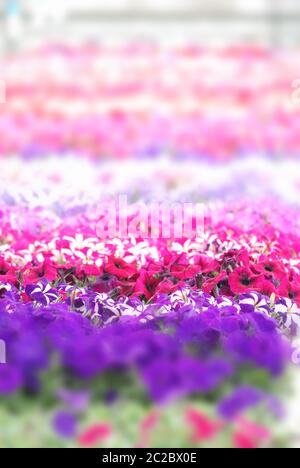 Fiori di petunia colorati, la grandiflora è la varietà più popolare di petunia, con grande singolo o d Foto Stock