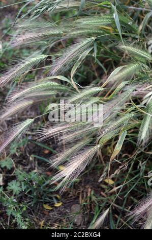 Tende da prato che possono essere pericolose per i cani. Giugno spighe d'erba. Foto Stock