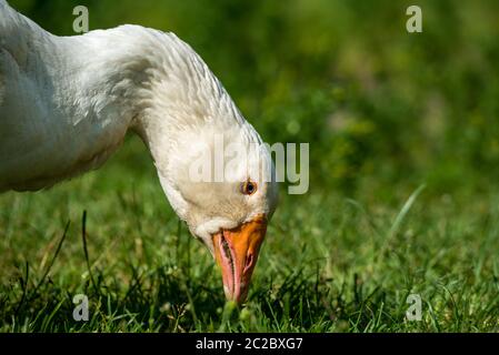 Testa di un'oca in primo piano su uno sfondo di erba verde. Pollame sul paddock in una giornata estiva soleggiata. Foto Stock