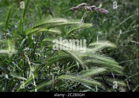 Tende da prato che possono essere pericolose per i cani. Giugno spighe d'erba. Foto Stock