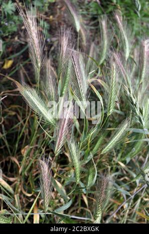 Tende da prato che possono essere pericolose per i cani. Giugno spighe d'erba. Foto Stock