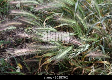 Tende da prato che possono essere pericolose per i cani. Giugno spighe d'erba. Foto Stock