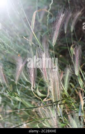 Tende da prato che possono essere pericolose per i cani. Giugno spighe d'erba. Foto Stock