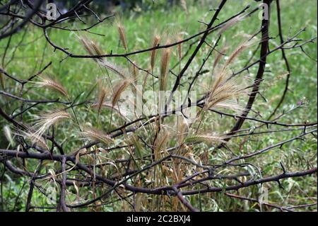 Tende da prato che possono essere pericolose per i cani. Giugno spighe d'erba. Foto Stock