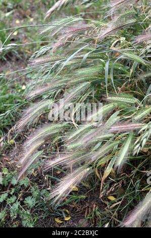 Tende da prato che possono essere pericolose per i cani. Giugno spighe d'erba. Foto Stock