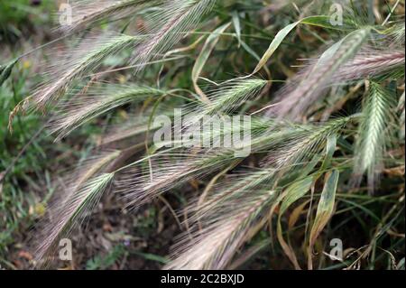 Tende da prato che possono essere pericolose per i cani. Giugno spighe d'erba. Foto Stock