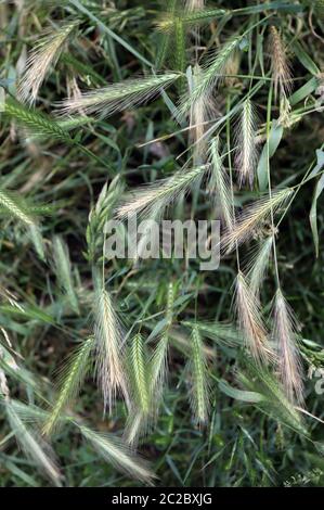 Tende da prato che possono essere pericolose per i cani. Giugno spighe d'erba. Foto Stock