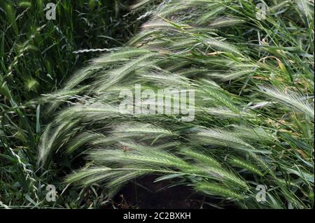 Erba verde tende che può essere pericoloso per i cani. Giugno spighe d'erba. Foto Stock