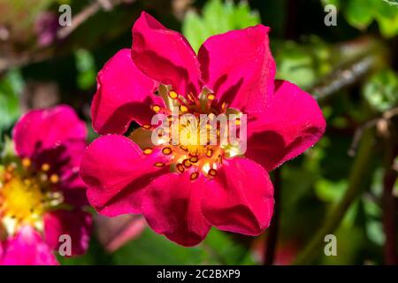 Fragaria x anassa 'Samba' un ornamento ibrido di fragole rosse cresciuto principalmente come pianta di fiori piuttosto che per le sue bacche Foto Stock