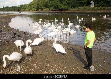 Un ragazzo giovane che osserva un bevuto di Mute Swans sul Tamigi a Old Isleworth, Londra, Regno Unito Foto Stock