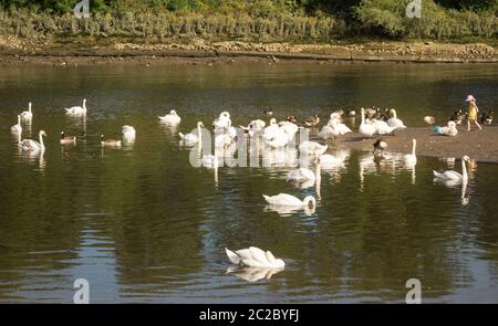 Una giovane ragazza che gioca accanto a una serie di Mute Swans sul Tamigi a Old Isleworth, Londra, Regno Unito Foto Stock