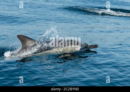 Comune Dolphin Breaching Foto Stock