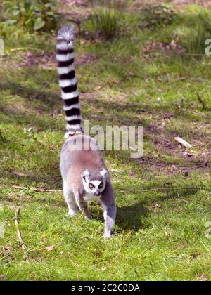 Lemur (catta di Lemur) visto dalla parte anteriore e camminando sull'erba con la coda nell'aria Foto Stock