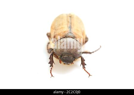 Cockchafer o bug su sfondo bianco Foto Stock