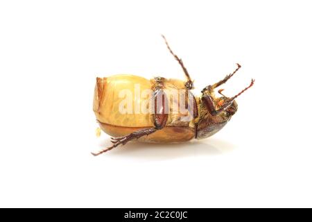 Cockchafer o bug su sfondo bianco Foto Stock