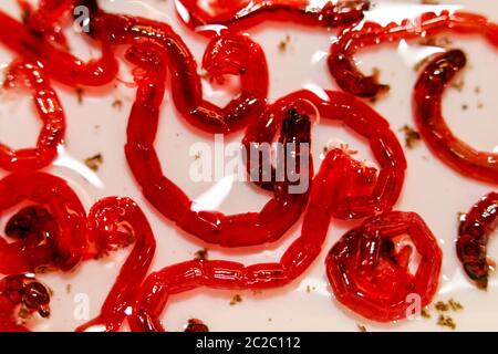 Chiudere molte piccole scivoloso red larve di zanzara falene su sfondo bianco. Perfetto esche da pesca. Foto Stock