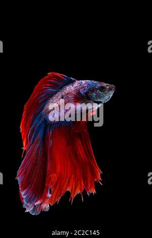 Il rosso e il blu betta pesce, siamesi lotta contro la pesca su sfondo nero Foto Stock