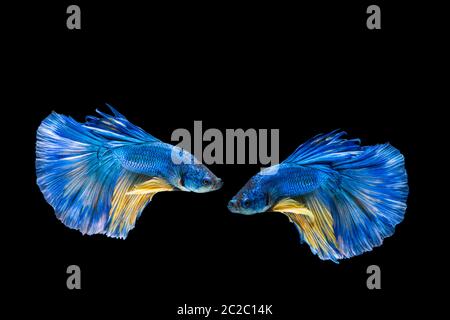 Il blu e il giallo betta pesce, siamesi lotta contro la pesca su sfondo nero Foto Stock