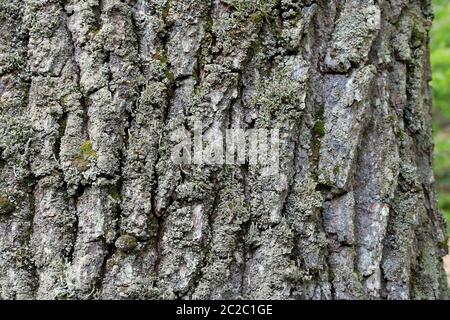 Corteccia di quercia, corteccia della quercia comune, Quercus robur, coperto di muschio e licheni Foto Stock