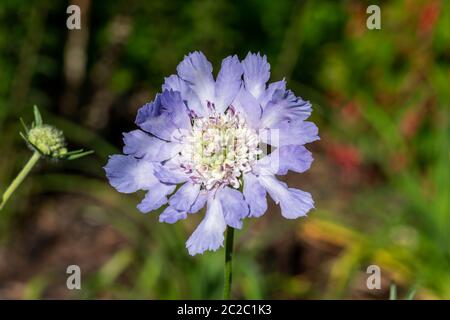 Scabiosa caucanica 'Isaac House' una pianta fiorente perenne estiva blu comunemente conosciuta come fiore a cuscino Foto Stock