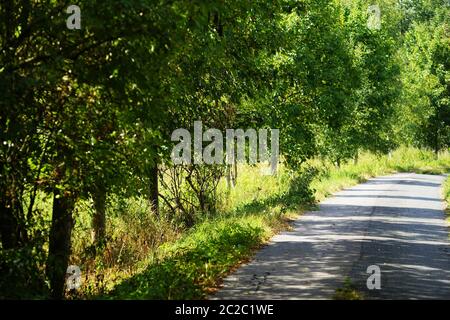 Alberi sul bordo di una strada solitaria Foto Stock