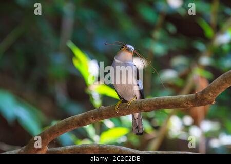 Colorato Silver bird-breasted broadbill (Serilophus lunatus) sul ramo di albero Foto Stock