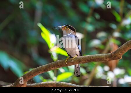 Colorato Silver bird-breasted broadbill (Serilophus lunatus) sul ramo di albero Foto Stock