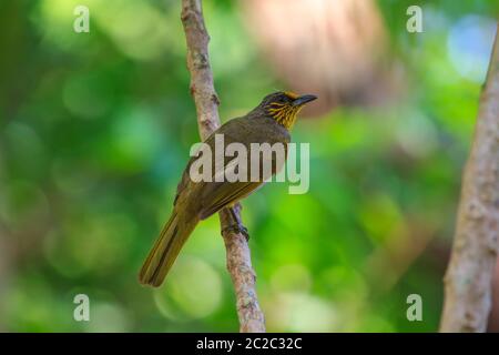 Stripe-throated Bulbul Bird, in piedi su un ramo in natura della Thailandia Foto Stock