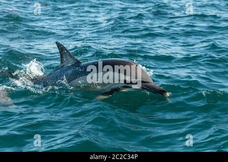 Comune Dolphin Breaching Foto Stock