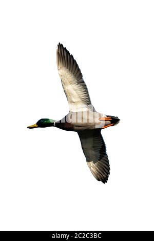 Maschio Mallard Duck (anus platyrhynchos) uccello in volo tagliato e isolato su uno sfondo bianco Foto Stock