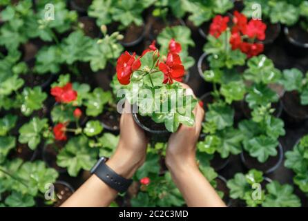 Mani di ragazza afroamericana con orologio intelligente che tiene il fiore rosso in vaso per crescere in giardino Foto Stock