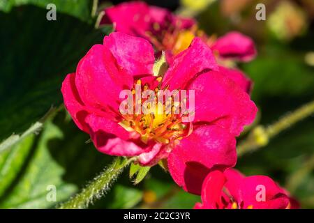 Fragaria x anassa 'Samba' un ornamento ibrido di fragole rosse cresciuto principalmente come pianta di fiori piuttosto che per le sue bacche Foto Stock