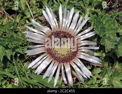 Bumblebee raccoglie su carlina acaulis argentata Foto Stock