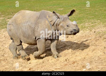 Rinoceros indiano (rinoceros unicornis) camminare sul terreno visto dal profilo Foto Stock