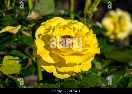 Rosa 'Korlillub' una pianta gialla a due fiori della stagione estiva autunnale con un'ape che si nuda al polline Foto Stock