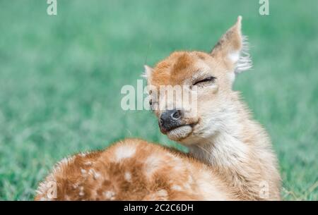 Baby cervo dalla coda bianca sembra godere molto della sua vita Foto Stock