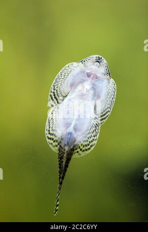 Un liquido di perline sucker, pesce sul disco di acquario Foto Stock