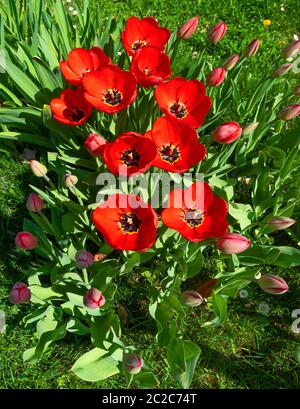 Gruppo di tulipani rossi con fiori e gemme in un prato, presi dall'alto Foto Stock