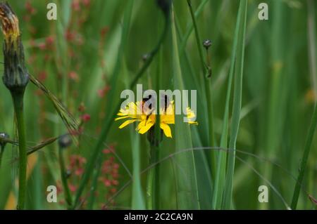Bumblebee nascosto dietro l'erba su fiore giallo in estate Foto Stock
