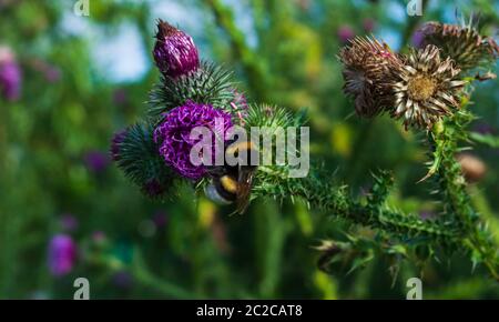 Primo piano di un Bumblebee che raccoglie polline da un fiore di cardo viola Foto Stock