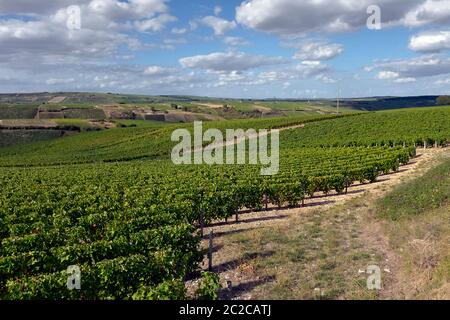 Vite vicino a Sancerre, comune e cantone nel dipartimento Cher della Francia centrale che domina il fiume Loira. È noto per il suo vino Foto Stock