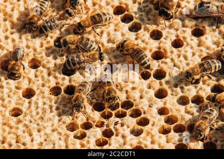 apicoltura in città sul tetto dell'edificio Foto Stock