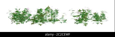 3D rendering di un'erba robert plant o Geranium robertianum o Robertiella robertiana isolati su sfondo bianco Foto Stock