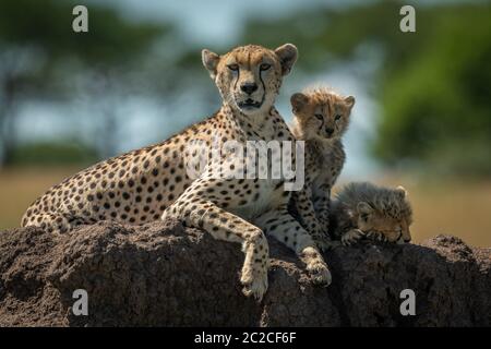 Ghepardo si appoggia sul tumulo da due cuccioli Foto Stock