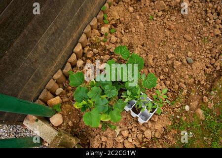 Pianta verde con radici pronte per piantare Foto Stock