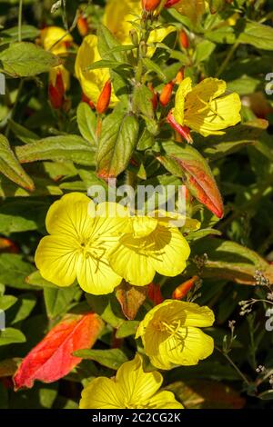 Serata Primrose Oenotera pilosella 'Yella Fella Foto Stock
