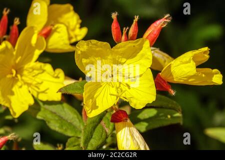 Enothera pilosella 'Yella Fella' Oenothera fiore bellissimi fiori gialli in giardino estate Foto Stock